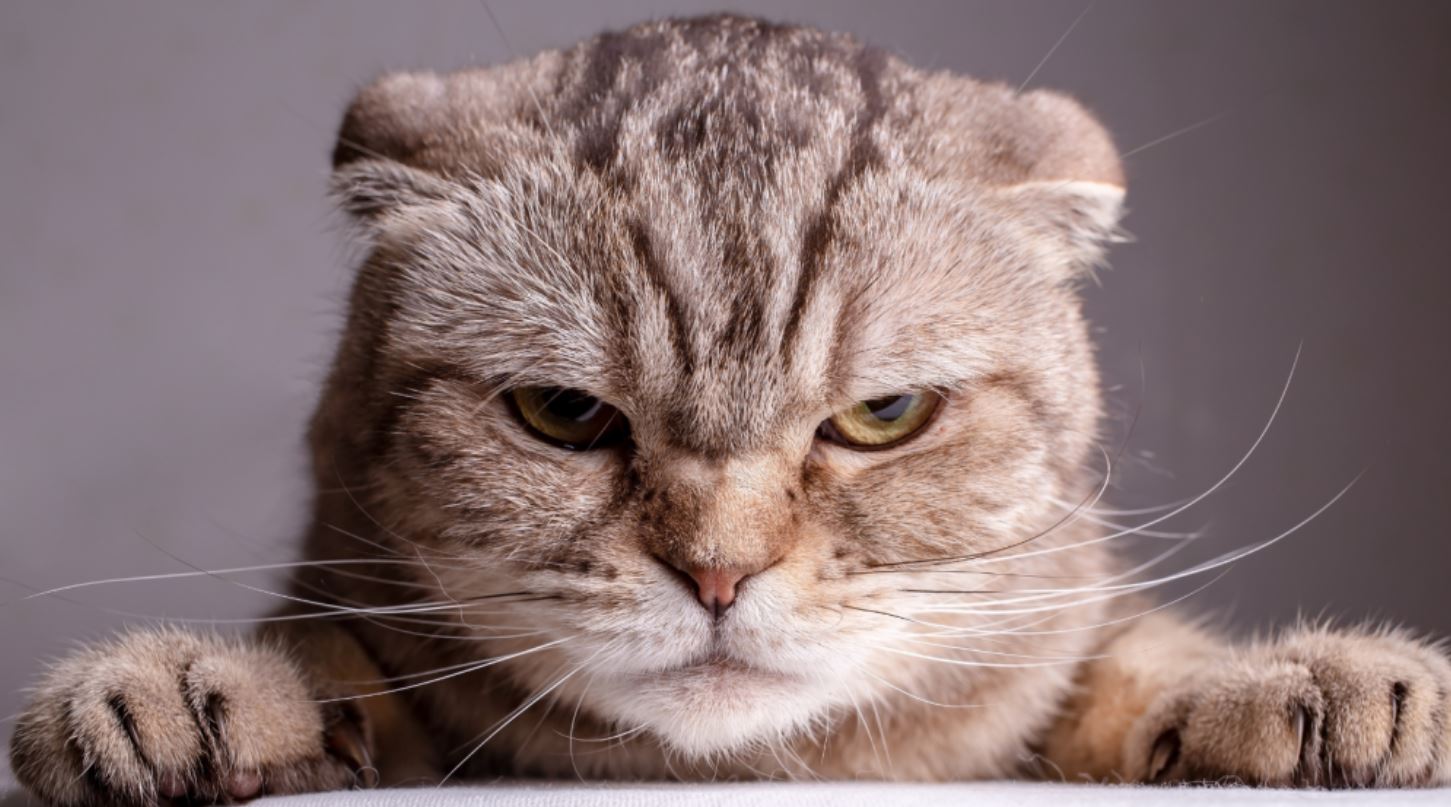 Esto es lo que piensa tu gato sobre ti, según la ciencia