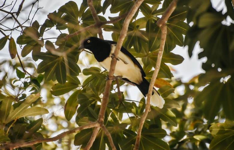 Liberación de aves silvestres en Maracaibo