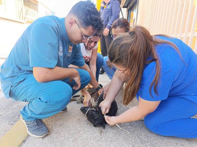 Protección animal en Maracaibo