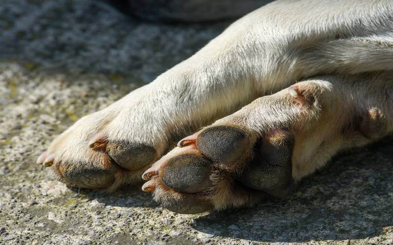 Sede del Ministerio Público en Caracas investiga caso de maltrato animal en Venezuela