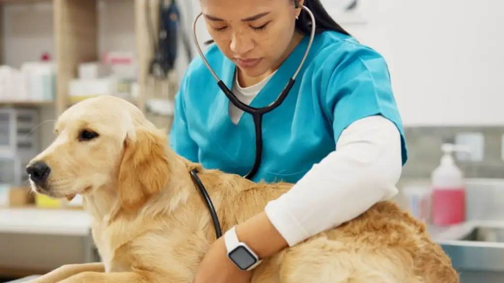 Jornada de vacunación canina y atención veterinaria de Misión Nevado para mascotas en Venezuela