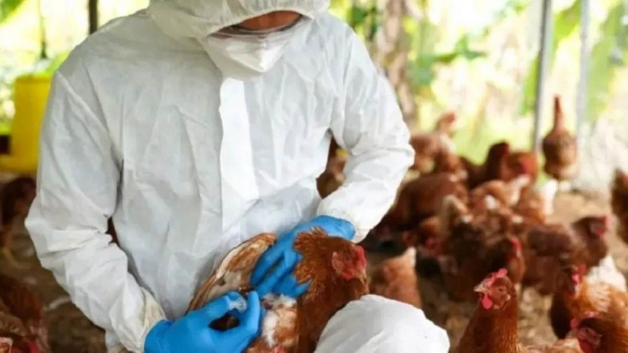 La Comisión Europea pide calma tras detectarse el primer caso de gripe aviar en humanos en Italia