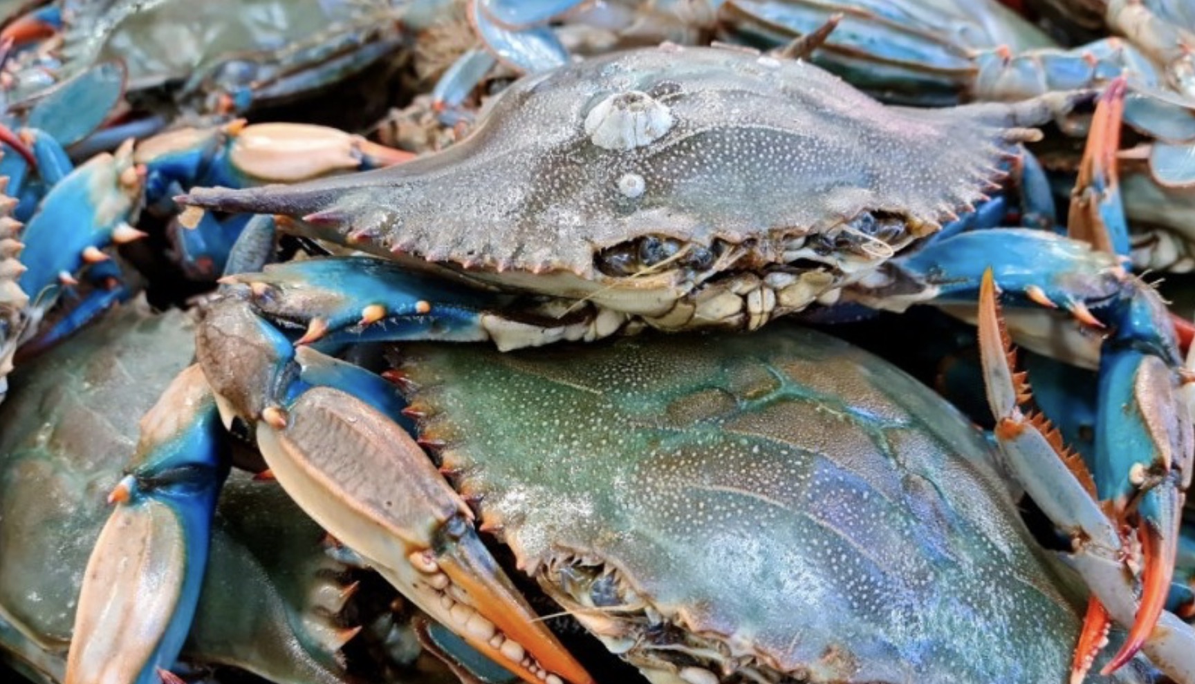 Exportaciones de cangrejo azul a EE UU detenidas hasta nueva certificación NOAA