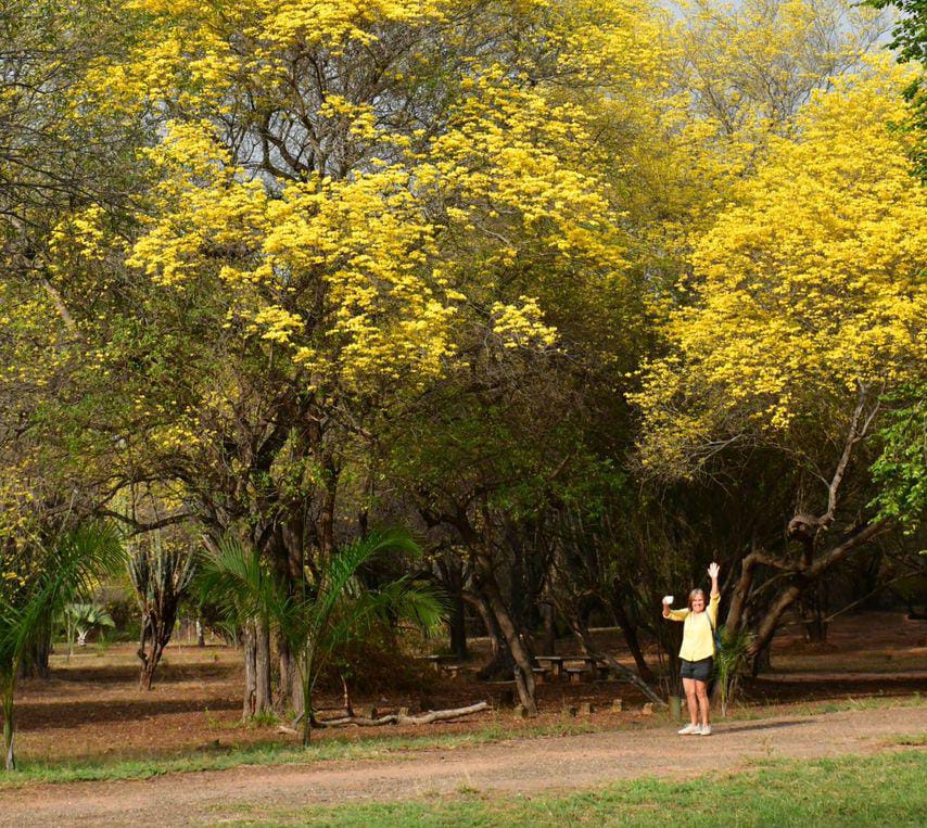 Turistas a bordo del Tranvía de Maracaibo visitando los curarires amarillos en el Jardín Botánico de Maracaibo.