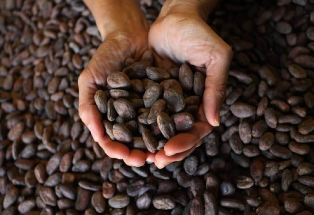 Producción de chocolate artesanal con cacao venezolano