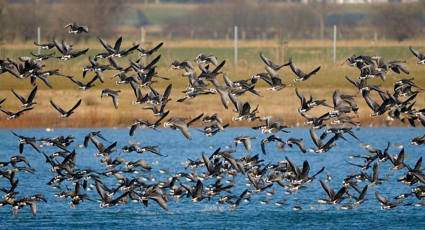 ONU impulsa plan global para frenar la captura ilegal de especies migratorias