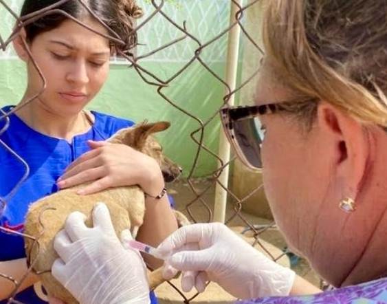 Jornada de vacunación canina Huellas Seguras en Maracaibo estado Zulia