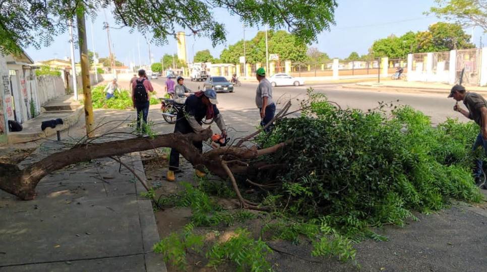 Cuadrillas del IMAUCA y la Alcaldía de Cabimas realizando poda y limpieza en los bloques del cementerio municipal