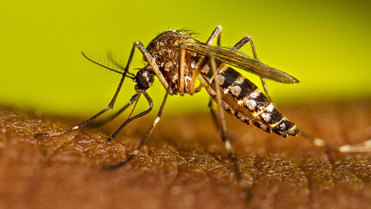 Científicos rusos en laboratorio trabajando en el desarrollo de la vacuna recombinante contra el dengue