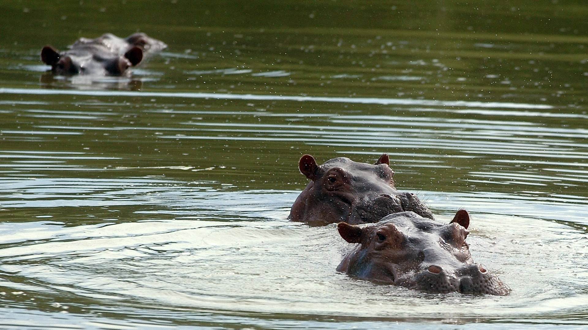 Hipopótamos en la Hacienda Nápoles, Colombia, especie invasora bajo plan de control gubernamental