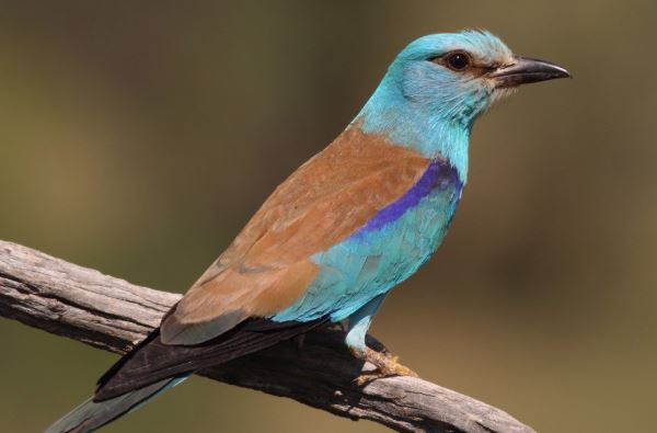 La contaminación ambiental afecta cada día más a las aves en Europa