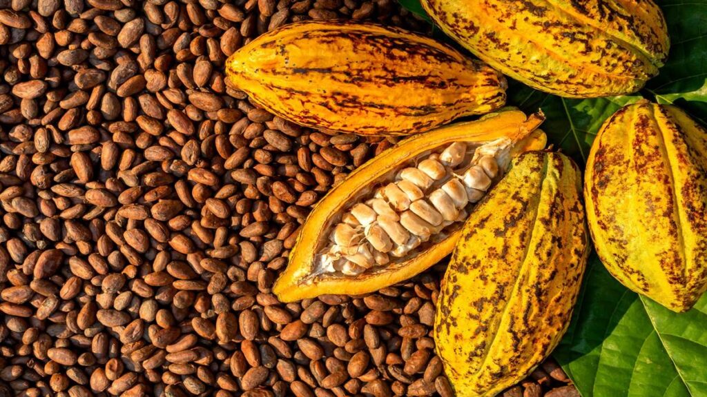 El cacao venezolano gana 4 medallas de oro en Burdeos 2026