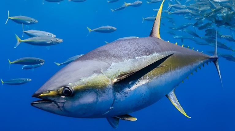 El atún es uno de los productos marinos más consumidos en el mundo