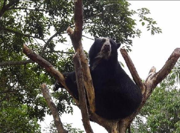 Delcy Rodríguez anunció la ampliación del Parque Nacional Terepaima en Venezuela tras el avistamiento de una osa frontino con sus crías