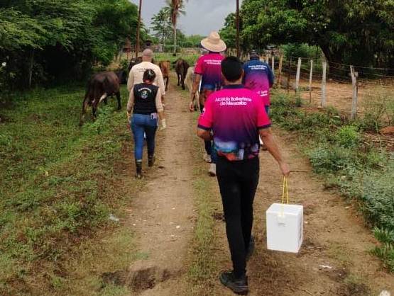 La Alcaldía inicia la vacunación contra la fiebre aftosa en Maracaibo para 4.700 bovinos