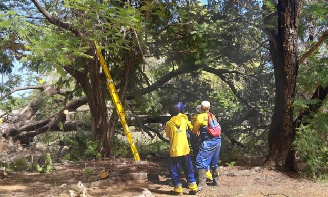 IMA retira más de 40 árboles caídos en Maracaibo tras el paso de la onda tropical número 30