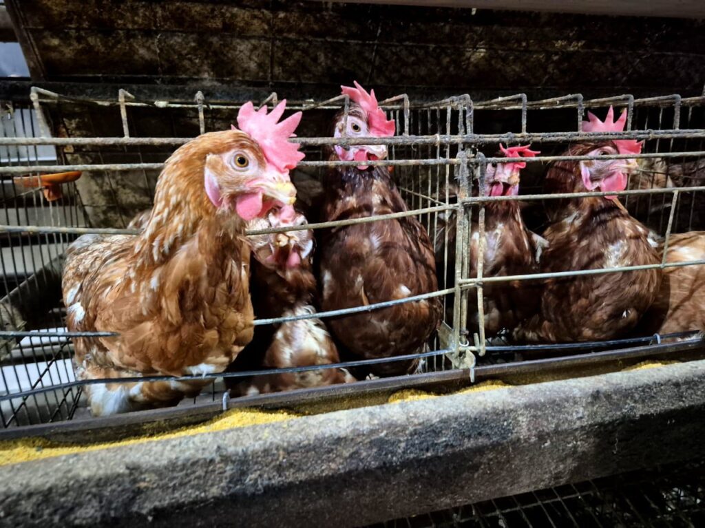 Conoce los detalles de la alianza entre la Gobernación del Zulia y Avícola Doña Clara para potenciar la producción avícola