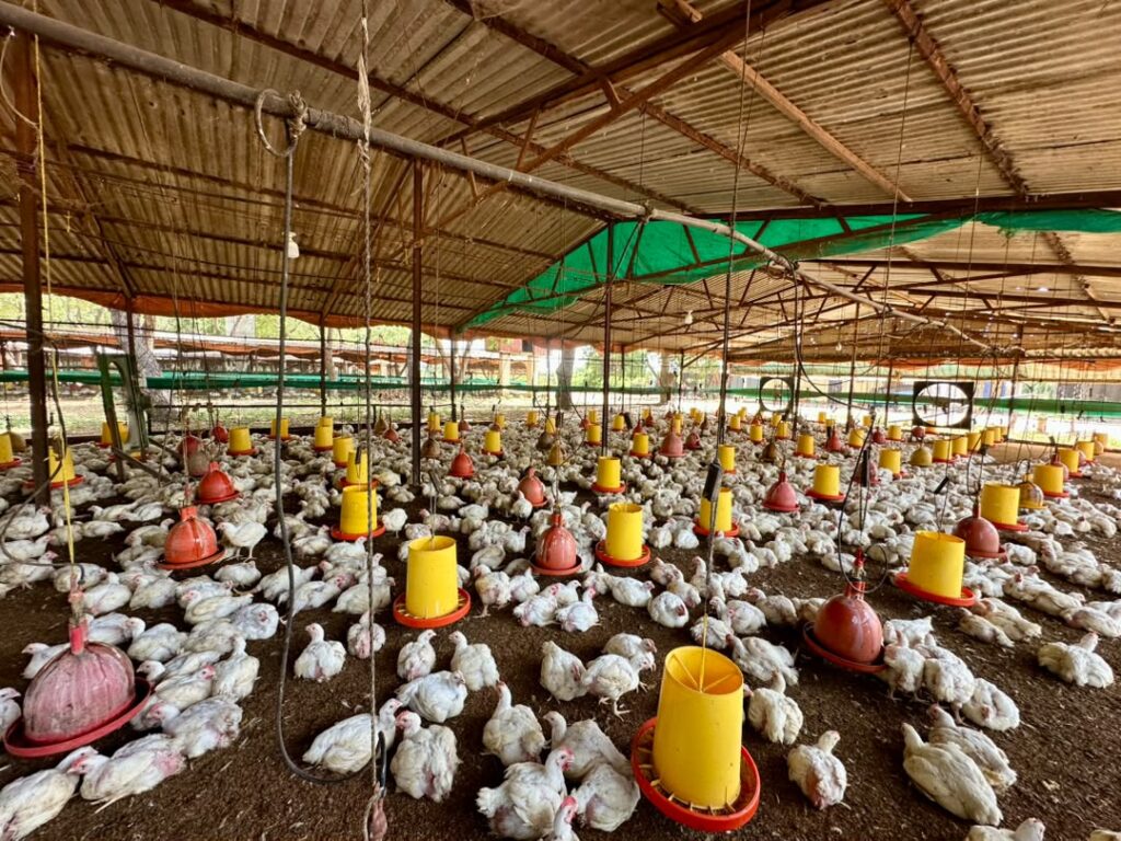 El Zulia alcanza una producción de 1.200.000 kilos de carne de pollo semanal