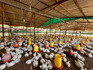 El Zulia alcanza una producción de 1.200.000 kilos de carne de pollo semanal