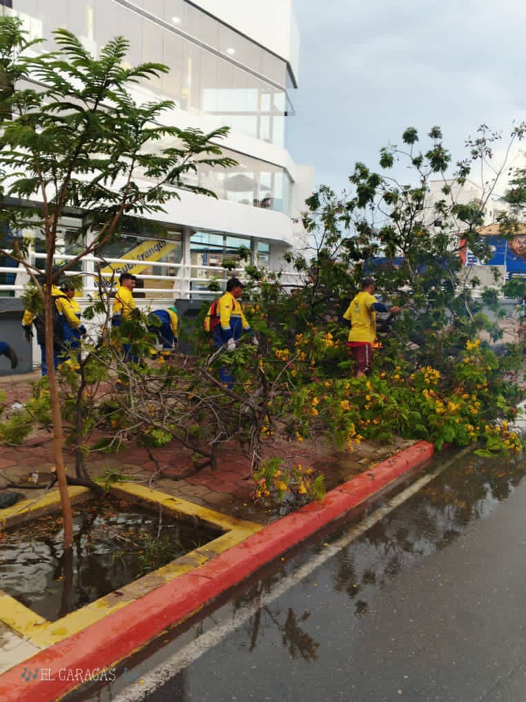 La Alcaldía de Maracaibo activó un operativo especial tras la onda tropical N° 40 para atender árboles caídos
