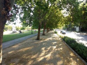Descubre cómo los árboles maduros protegen la salud urbana y reducen la mortalidad