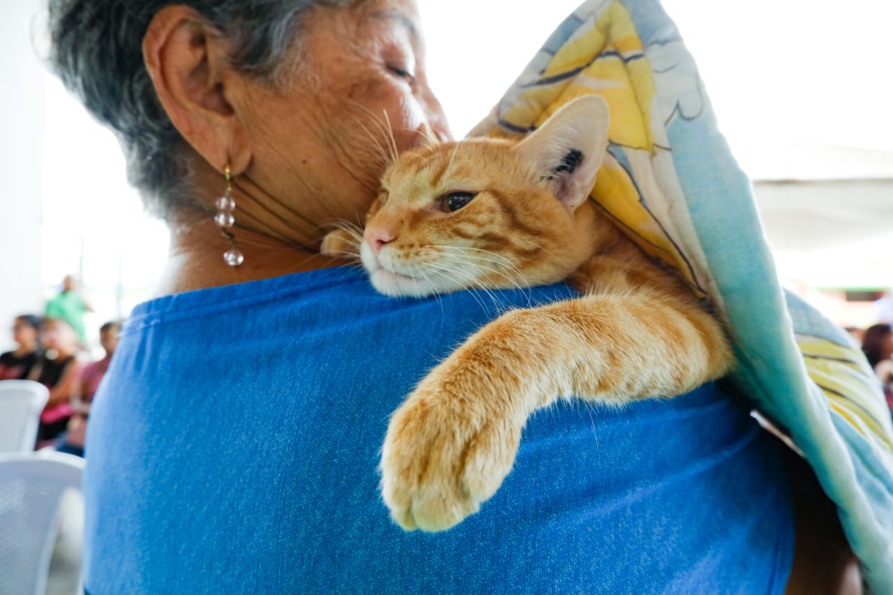 Conoce la reforma de la ordenanza de protección animal en Maracaibo impulsada por el Concejo Municipal
